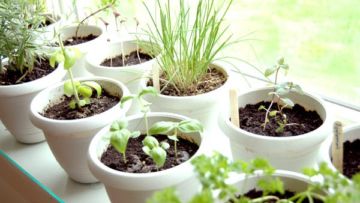 8 Tumbuhan Herbal yang Bisa Kamu Tanam di Rumah. Uwh, Ternyata Banyak Manfaatnya!