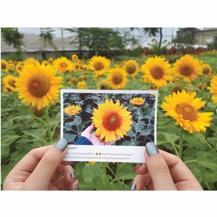 Kebun Bunga Matahari di Paris van Java, Bandung. Destinasi 'Zaman Now' yang Harus Kamu Datangi!