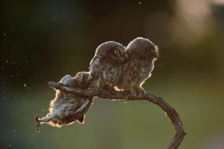 12+ Foto Pemenang Kompetisi Fotografi Comedy Wildlife Ini Keren dan Lucu Abis!