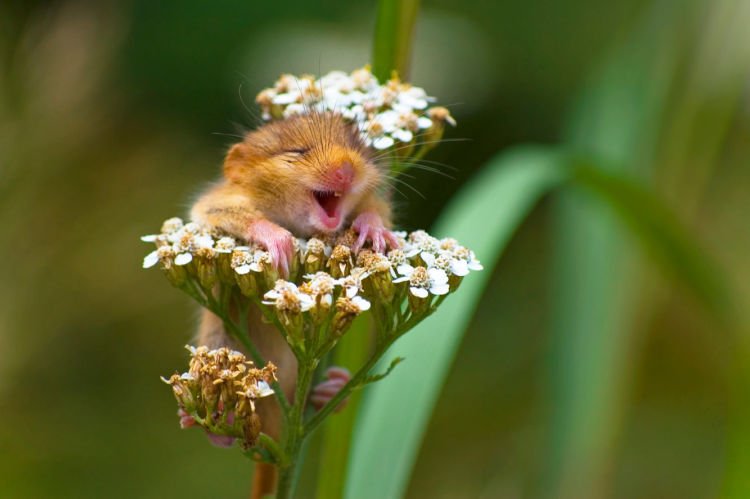 12+ Foto Pemenang Kompetisi Fotografi Comedy Wildlife Ini Keren dan Lucu Abis!