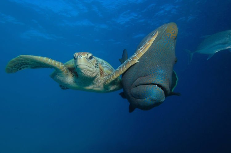 12+ Foto Pemenang Kompetisi Fotografi Comedy Wildlife Ini Keren dan Lucu Abis!