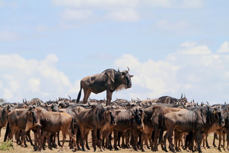 12+ Foto Pemenang Kompetisi Fotografi Comedy Wildlife Ini Keren dan Lucu Abis!