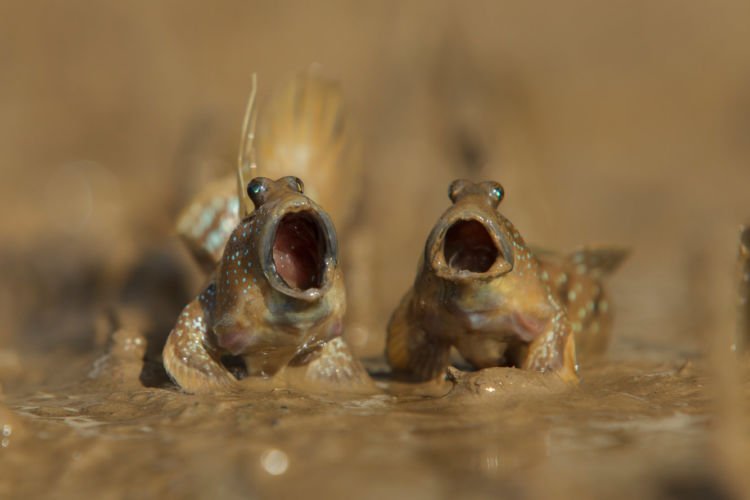 12+ Foto Pemenang Kompetisi Fotografi Comedy Wildlife Ini Keren dan Lucu Abis!