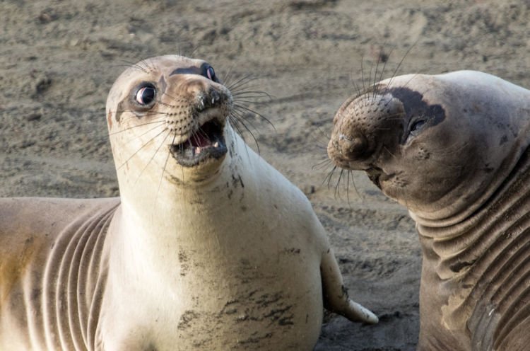 12+ Foto Pemenang Kompetisi Fotografi Comedy Wildlife Ini Keren dan Lucu Abis!