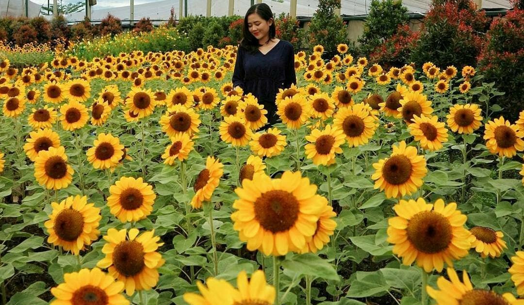 Kebun Bunga  Matahari di Paris van Java Bandung  Destinasi 