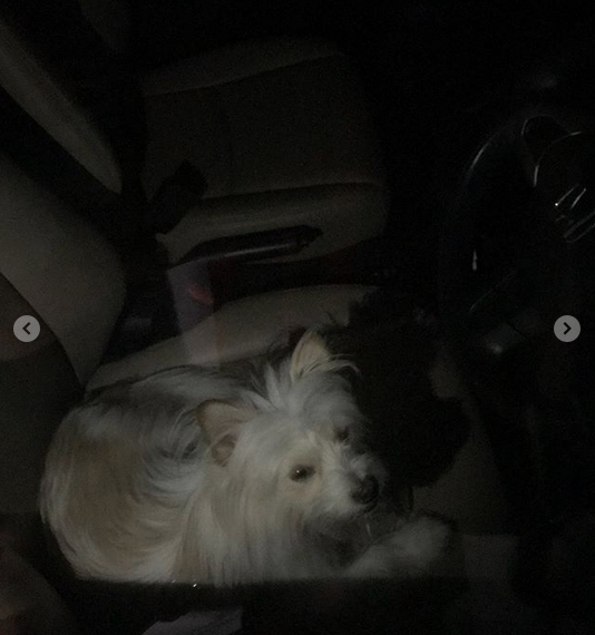 Warganet Lain Juga Pernah Pergoki Valent Ditinggal dalam Mobil. Anjing Ini Emang Perlu Diselamatkan!