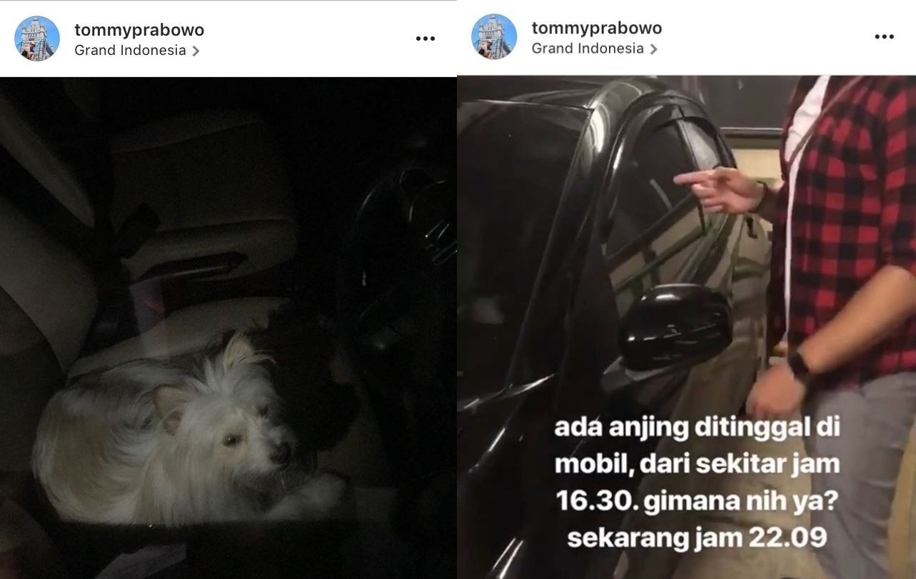 Warganet Lain Juga Pernah Pergoki Valent Ditinggal dalam Mobil. Anjing Ini Emang Perlu Diselamatkan!