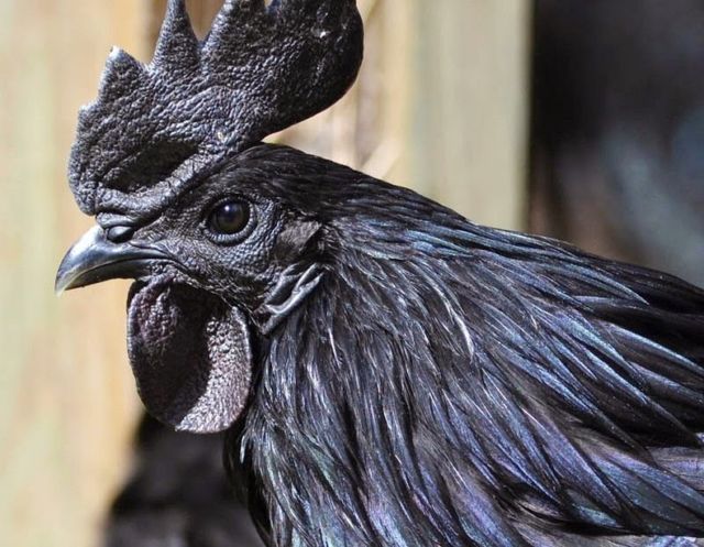 Penampakan Ayam Termahal di Dunia. Satu dari Indonesia, Satu dari Perancis, Harganya Gila-gilaan