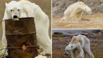 Video Beruang Kelaparan Viral, Fotografernya Malah Diprotes Kok Nggak Nolong Malah Sibuk Rekam