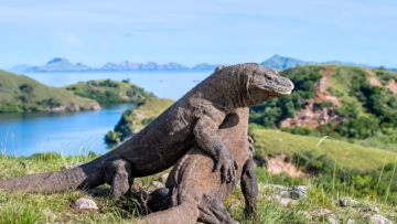 Pemprov NTT Akan Tutup Taman Nasional Komodo Selama Setahun. Pengusaha Wisata pun Kelabakan!