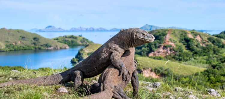 Muncul Wacana Tiket Masuk Komodo Naik Jadi 500 USD. Kira-kira Turis Tetep Datang Nggak ya?