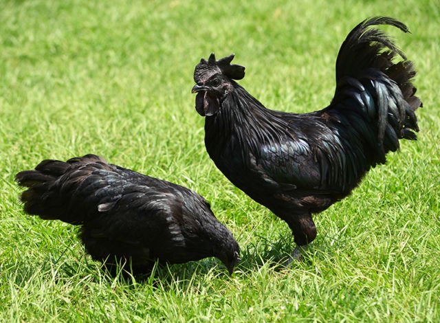Penampakan Ayam Termahal di Dunia. Satu dari Indonesia, Satu dari Perancis, Harganya Gila-gilaan