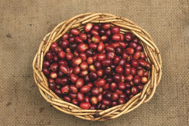 Kacang Merah