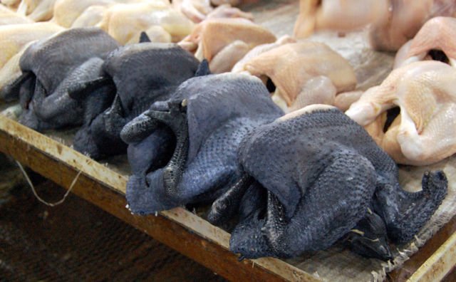 Penampakan Ayam Termahal di Dunia. Satu dari Indonesia, Satu dari Perancis, Harganya Gila-gilaan