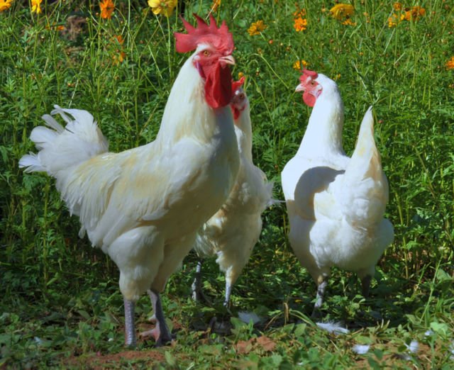 Penampakan Ayam Termahal di Dunia. Satu dari Indonesia, Satu dari Perancis, Harganya Gila-gilaan