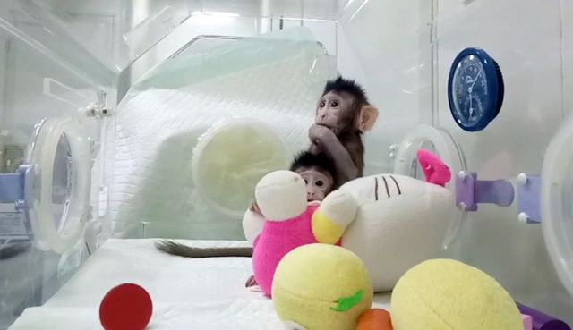 Pertama di Dunia, Ilmuwan Cina Sukses Kloning Monyet. Sains Kembali Dobrak Apa yang Dikira Mustahil