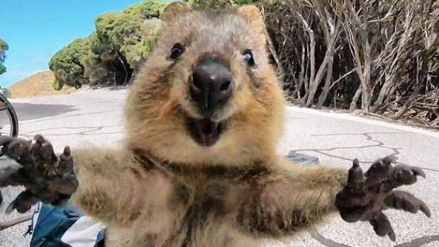 Nggak Cuma Kamu yang Suka Foto, Berikut 16+ Selfie Binatang dengan Pose Kocak. Jadi Makin Gemes!