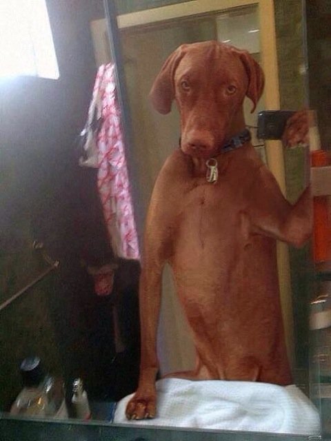 Nggak Cuma Kamu yang Suka Foto, Berikut 16+ Selfie Binatang dengan Pose Kocak. Jadi Makin Gemes!