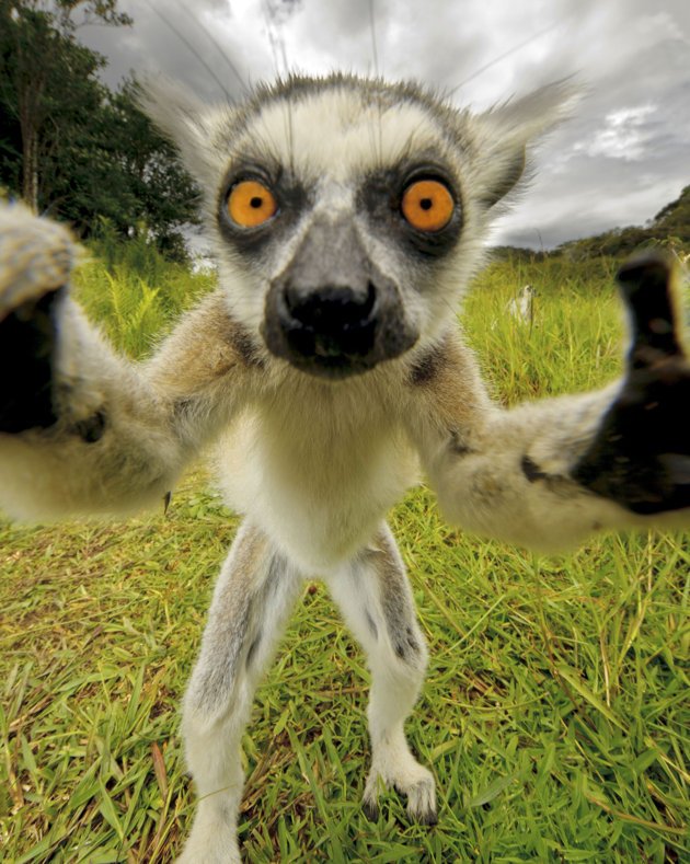 Nggak Cuma Kamu yang Suka Foto, Berikut 16+ Selfie Binatang dengan Pose Kocak. Jadi Makin Gemes!