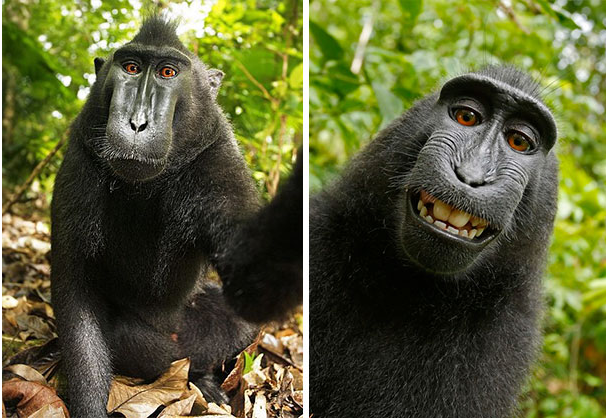 Nggak Cuma Kamu yang Suka Foto, Berikut 16+ Selfie Binatang dengan Pose Kocak. Jadi Makin Gemes!