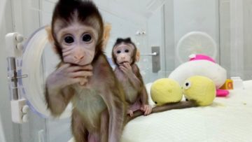 Pertama di Dunia, Ilmuwan Cina Sukses Kloning Monyet. Sains Kembali Dobrak Apa yang Dikira Mustahil