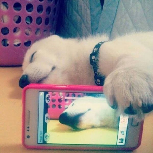 Nggak Cuma Kamu yang Suka Foto, Berikut 16+ Selfie Binatang dengan Pose Kocak. Jadi Makin Gemes!