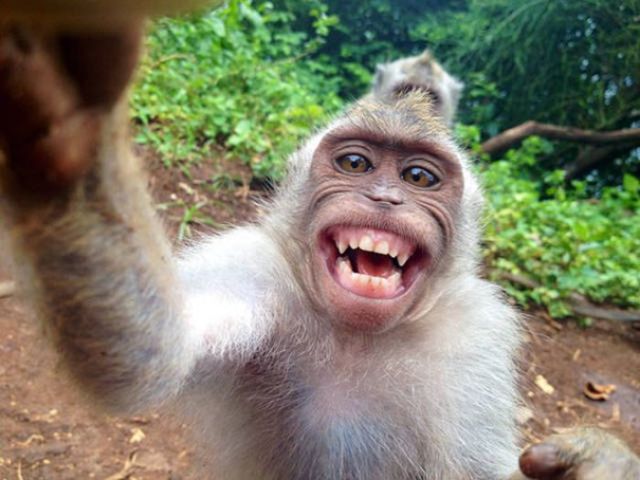 Nggak Cuma Kamu yang Suka Foto, Berikut 16+ Selfie Binatang dengan Pose Kocak. Jadi Makin Gemes!