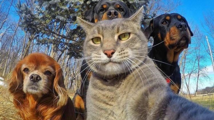 Nggak Cuma Kamu yang Suka Foto, Berikut 16+ Selfie Binatang dengan Pose Kocak. Jadi Makin Gemes!