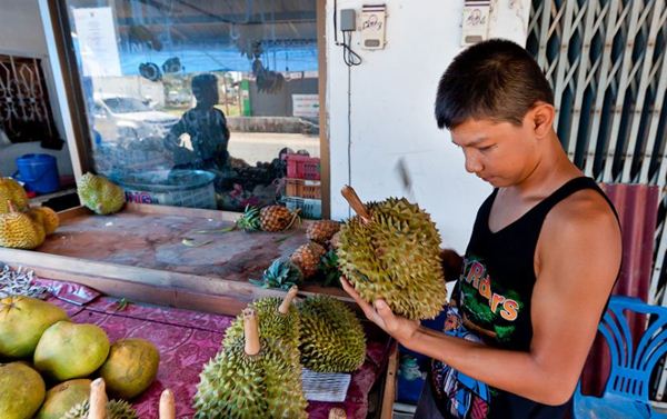 cara memilih durian matang