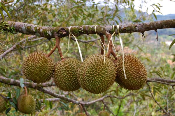 cara memilih durian