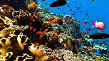 Mari Kembali ke Laut
