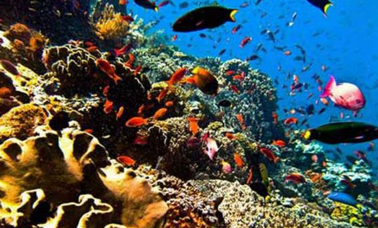 Mari Kembali ke Laut