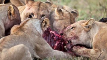 Pemburu Ilegal Dimangsa Singa dan Tersisa Tinggal Kepala. Inilah Kenapa Kita Nggak Boleh Sembarangan