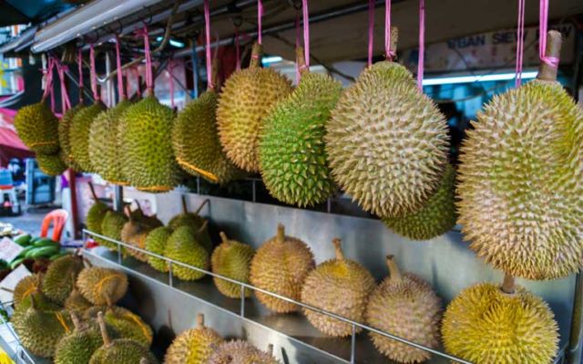cara memilih durian