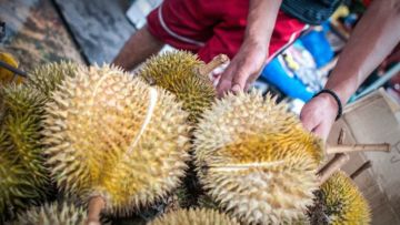 7 Cara Memilih Durian yang Bagus dan Manis