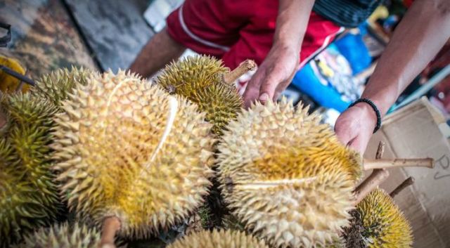 cara memilih durian