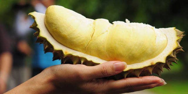 cara memilih durian yang bagus