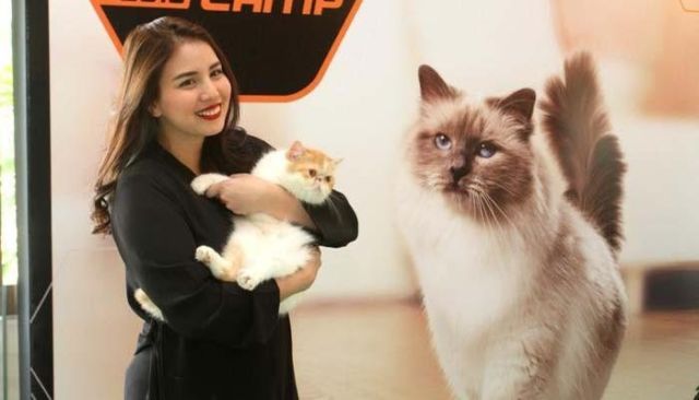 Pecinta Kucing