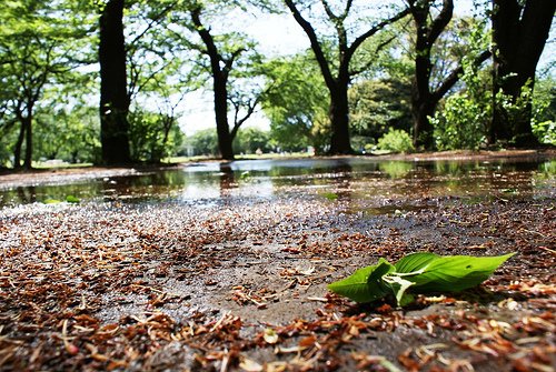 Beberapa Kosakata Ini Mungkin Jarang Kalian Dengar atau Gunakan. Apa Saja Itu? 1 Ilustrasi Petrichor