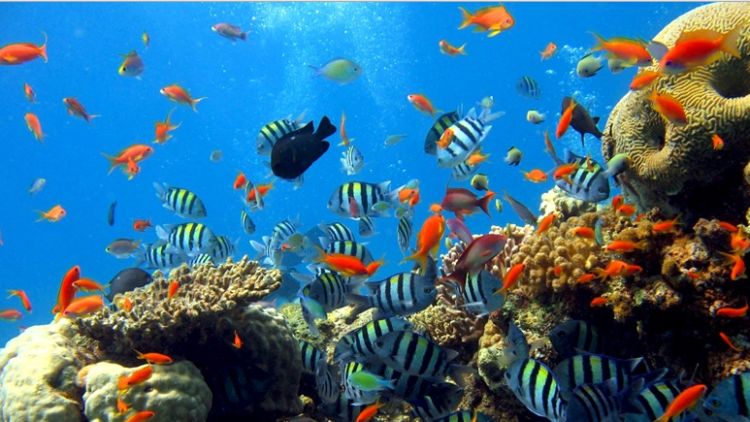12 Surga Bawah Laut Indonesia yang Memanjakan Mata. Nggak Cukup Kalau Cuma Sekali ke Sana.