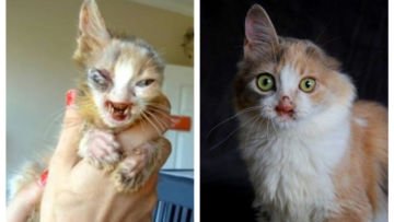 15 Foto Kucing Sebelum-Sesudah Diadopsi ini Bikin Kamu Mikir Betapa Berartinya Uluran Tangan Kita