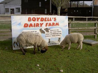 Peternakan – Boydells Dairy Farm