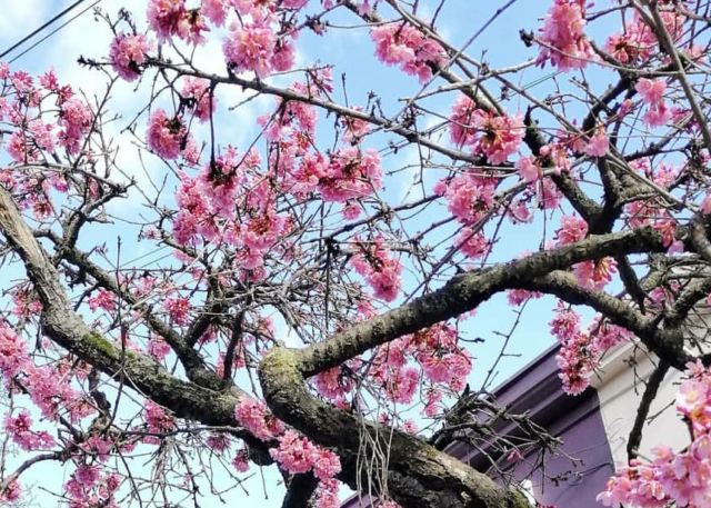 Sakura London