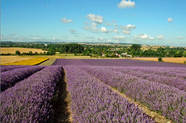Hitchin Lavender, Perkebunan Ungu yang Menarik Hati.