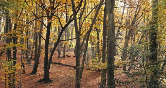 Epping Forest