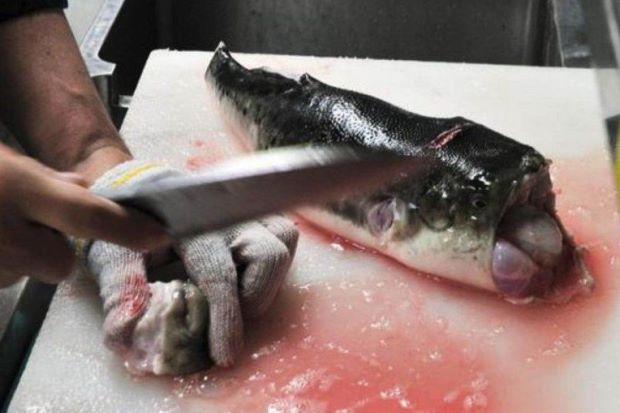 Relakah Anda Mati Demi Mencoba Sushi ini?