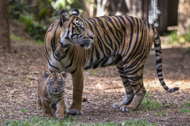 Harimau yang Sangat Langka Dibunuh dan Dipertontonkan. Katanya Sih Karena Bikin Resah Warga