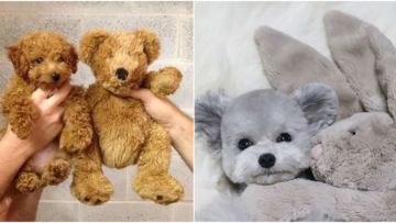 Saking Lucunya, Makhluk Ini Nggak Ada Bedanya dengan Boneka. Kamu Bisa Bedainnya Nggak?