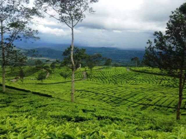 Perkebunan Teh