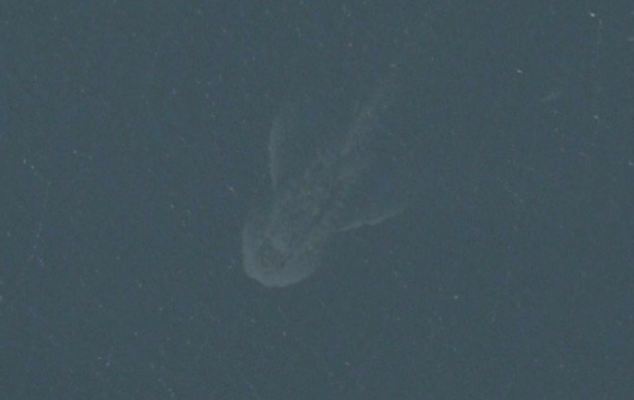 Apakah Nessie?